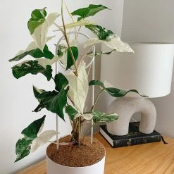 Indoor Garden Syngonium Fantasy (with Pot Option) Syngoniums