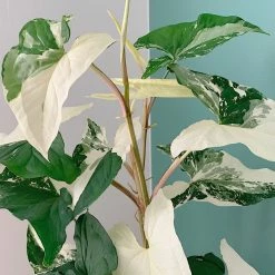 Indoor Garden Syngonium Fantasy (with Pot Option) Syngoniums