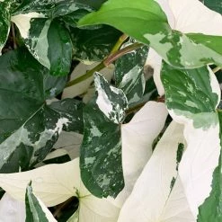 Indoor Garden Syngonium Fantasy (with Pot Option) Syngoniums