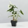 Indoor Garden Syngonium Fantasy (with Pot Option) Syngoniums