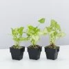 Indoor Garden Syngonium Golden Illusion - 85mm