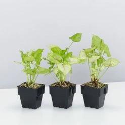 Indoor Garden Syngonium Golden Illusion - 85mm