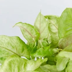 Indoor Garden Syngonium Golden Illusion Syngoniums