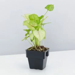 Indoor Garden Syngonium Golden Illusion - 85mm