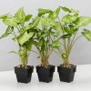 Indoor Garden Syngonium Podophyllum Green Pixie