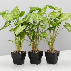 Indoor Garden Syngonium Podophyllum Green Pixie