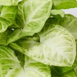 Indoor Garden Syngonium Podophyllum Green Pixie