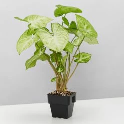 Indoor Garden Syngonium Podophyllum Green Pixie