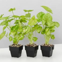 Indoor Garden Easy Care Plants Syngonium Mango Allusion 11 Indoor Garden Easy Care Plants Syngonium Mango Allusion