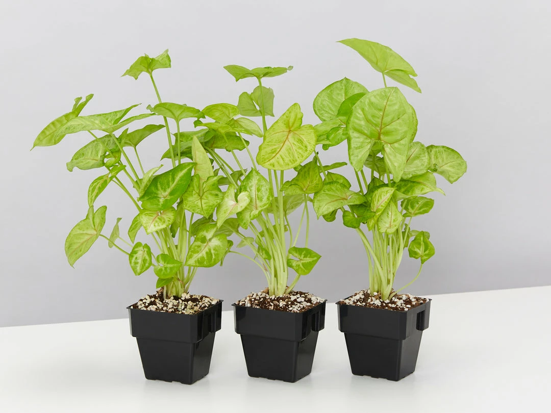 Indoor Garden Easy Care Plants Syngonium Mango Allusion 5 Indoor Garden Easy Care Plants Syngonium Mango Allusion