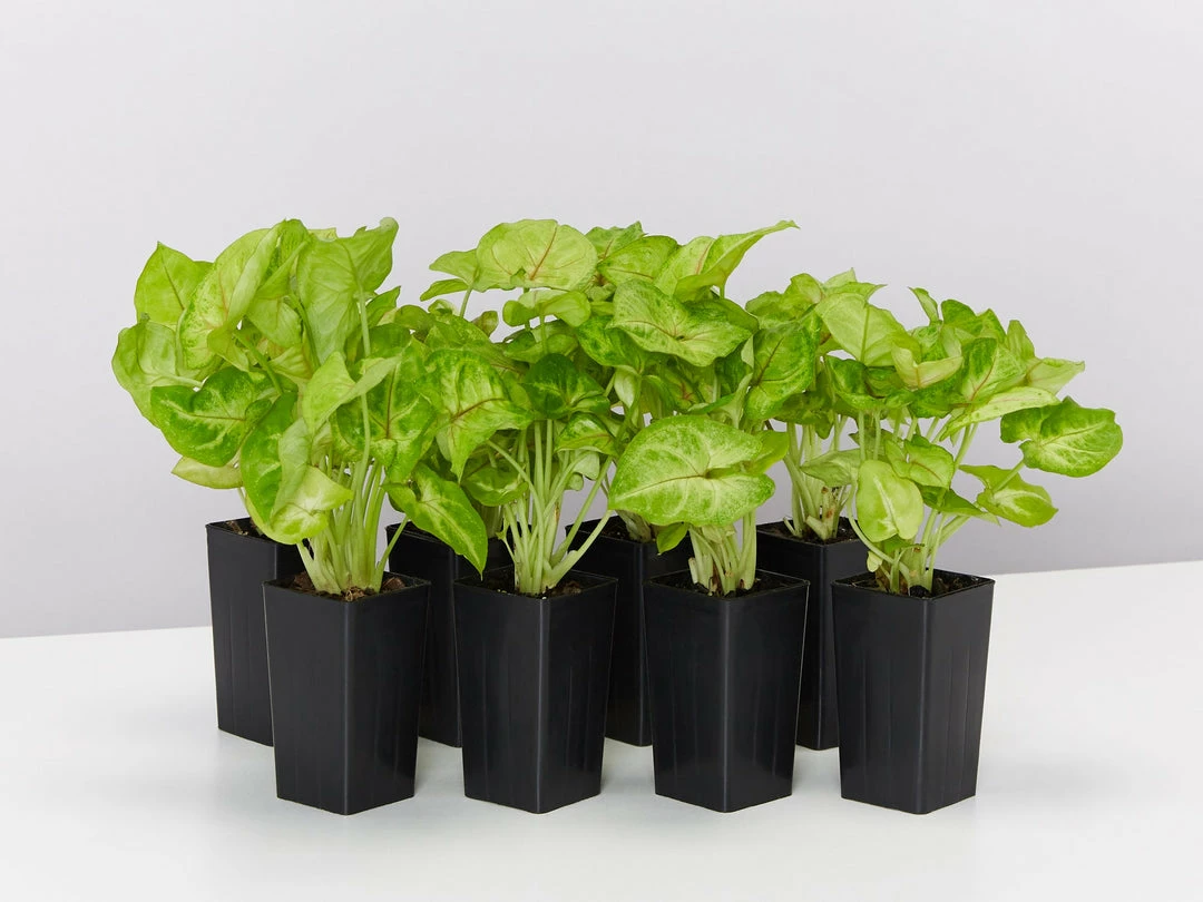 Indoor Garden Easy Care Plants Syngonium Mango Allusion 3 Indoor Garden Easy Care Plants Syngonium Mango Allusion