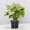 Indoor Garden Syngonium Podophyllum Mango Allusion With Pot Option Syngoniums