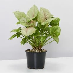 Indoor Garden Syngonium Podophyllum Mango Allusion With Pot Option Syngoniums