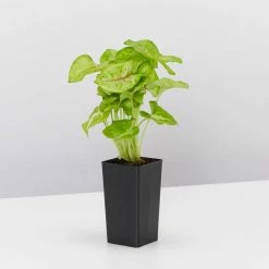 Indoor Garden Easy Care Plants Syngonium Mango Allusion 12 Indoor Garden Easy Care Plants Syngonium Mango Allusion