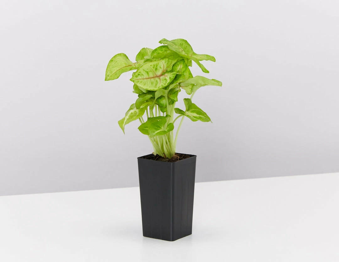 Indoor Garden Easy Care Plants Syngonium Mango Allusion 6 Indoor Garden Easy Care Plants Syngonium Mango Allusion