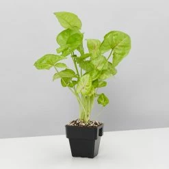 Indoor Garden Dark Matters Low Light Indoor Plant Pack 85mm Easy Care Plants