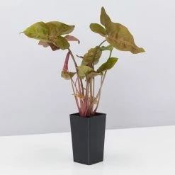 Indoor Garden Easy Care Plants Syngonium Mixed Pack 12 Indoor Garden Easy Care Plants Syngonium Mixed Pack