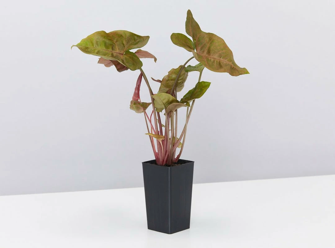 Indoor Garden Easy Care Plants Syngonium Mixed Pack 6 Indoor Garden Easy Care Plants Syngonium Mixed Pack