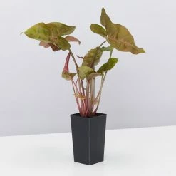 Indoor Garden The Plant Killers Houseplant Pack Easy Care Plants