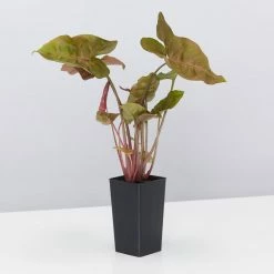 Indoor Garden Syngonium Podophyllum Bronze