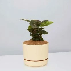 Indoor Garden Syngonium Podophyllum Bronze With Pot Option Easy Care Plants