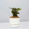 Indoor Garden Syngonium Podophyllum Bronze With Pot Option Easy Care Plants