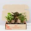 Indoor Garden Syngonium Mixed Pack - 85mm Plant Packs