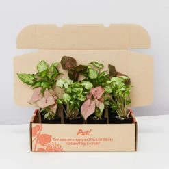 Indoor Garden Easy Care Plants Syngonium Mixed Pack