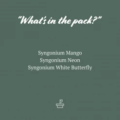 Indoor Garden Syngonium Mixed Pack - 85mm Plant Packs