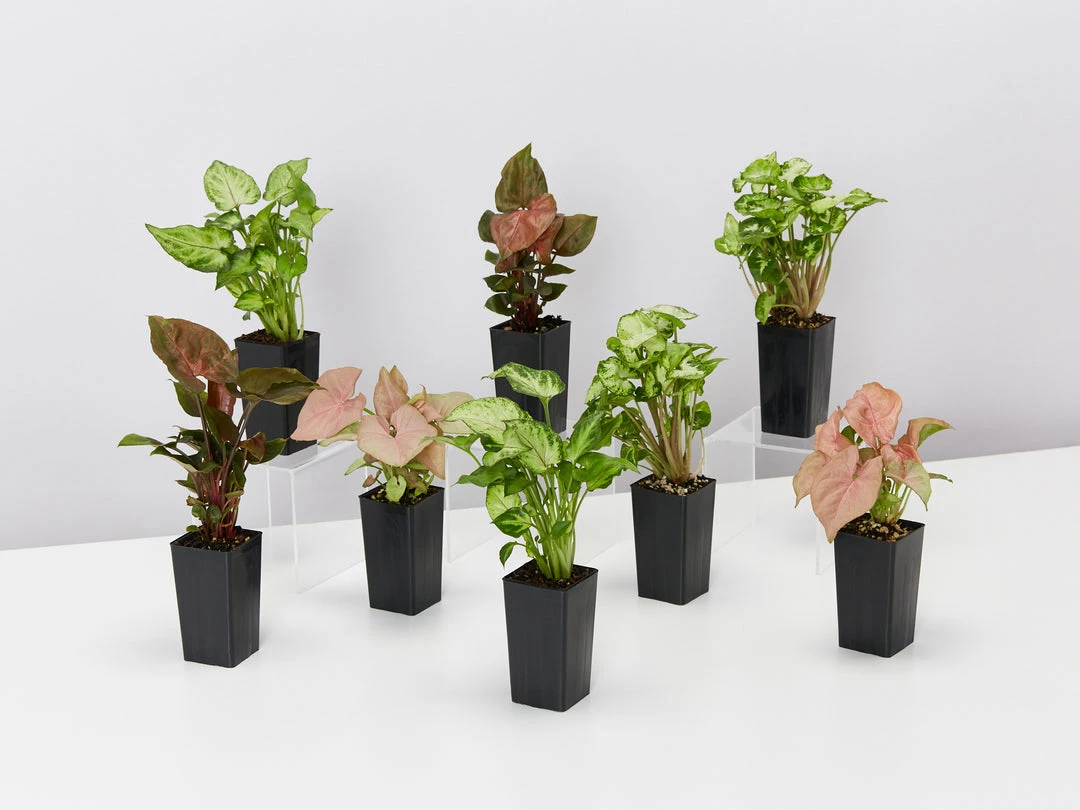 Indoor Garden Easy Care Plants Syngonium Mixed Pack 4 Indoor Garden Easy Care Plants Syngonium Mixed Pack