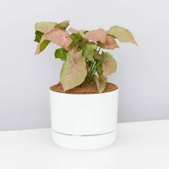 Pot + Plant Gift Box Syngoniums Syngonium Neon - Pot + Plant + Soil