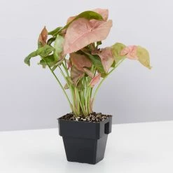 Indoor Garden Syngonium Mixed Pack - 85mm Plant Packs