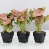 Indoor Garden Syngonium Neon - 85mm