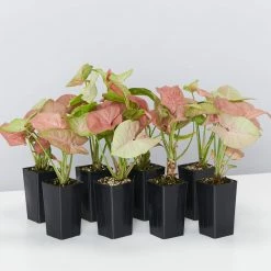 Indoor Garden Syngonium Neon Easy Care Plants