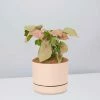 Pot + Plant Gift Box Syngoniums Syngonium Neon - Pot + Plant + Soil