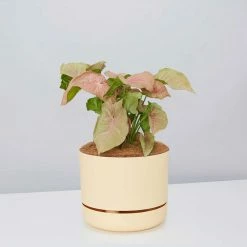 Pot + Plant Gift Box Syngoniums Syngonium Neon - Pot + Plant + Soil