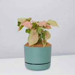 Pot + Plant Gift Box Syngoniums Syngonium Neon - Pot + Plant + Soil