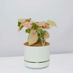 Pot + Plant Gift Box Syngoniums Syngonium Neon - Pot + Plant + Soil