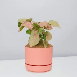 Pot + Plant Gift Box Syngoniums Syngonium Neon - Pot + Plant + Soil