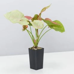 Indoor Garden Gift Kits Greenwall Kit - Includes Plants