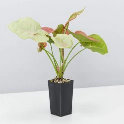 Indoor Garden Syngonium Neon Easy Care Plants