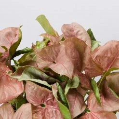 Indoor Garden Syngonium Neon - 85mm