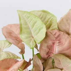 Indoor Garden Syngonium Mixed Pack - 85mm Plant Packs