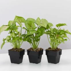 Indoor Garden Syngonium Podophyllum Pink Vein - 85mm Syngoniums