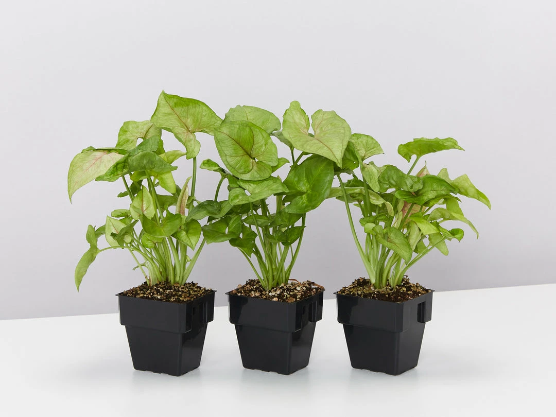 Indoor Garden Syngonium Podophyllum Pink Vein - 85mm Syngoniums 3 Indoor Garden Syngonium Podophyllum Pink Vein - 85mm Syngoniums