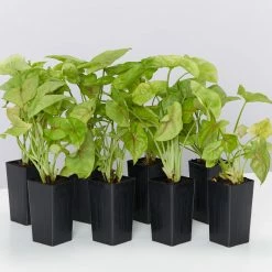 Indoor Garden Syngoniums Syngonium Podophyllum Pink Vein