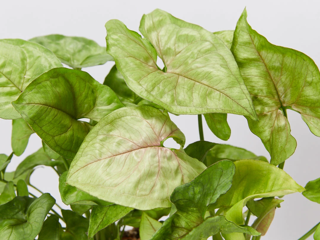 Indoor Garden Syngonium Podophyllum Pink Vein - 85mm Syngoniums 4 Indoor Garden Syngonium Podophyllum Pink Vein - 85mm Syngoniums