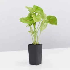 Indoor Garden Syngoniums Syngonium Podophyllum Pink Vein