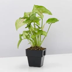 Indoor Garden Syngonium Podophyllum Pink Vein - 85mm Syngoniums 8 Indoor Garden Syngonium Podophyllum Pink Vein - 85mm Syngoniums