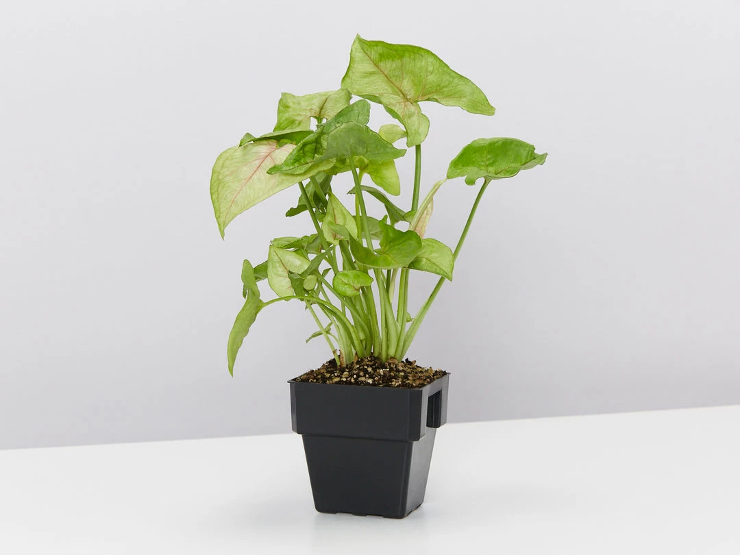 Indoor Garden Syngonium Podophyllum Pink Vein - 85mm Syngoniums 5 Indoor Garden Syngonium Podophyllum Pink Vein - 85mm Syngoniums